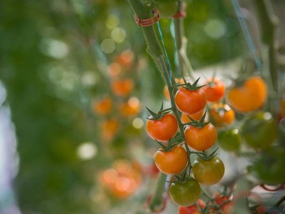 tomatoes on a vine