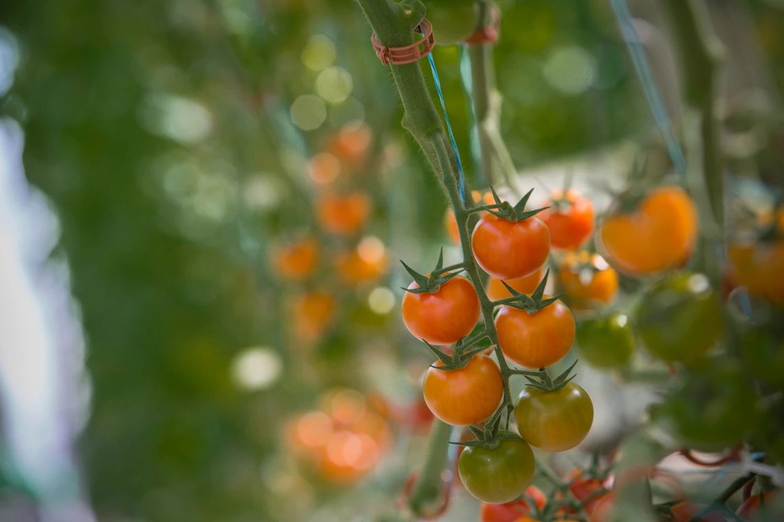 tomatoes on a vine