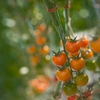 tomatoes on a vine