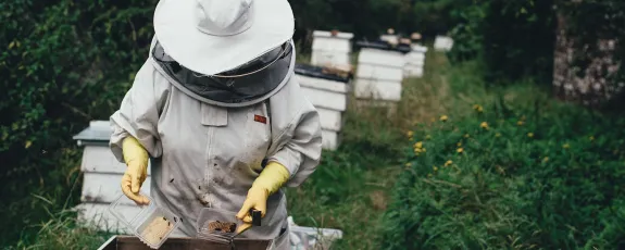 Bee keeper working with bees