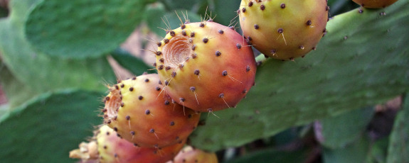 Close up photo of prickly pear fruit